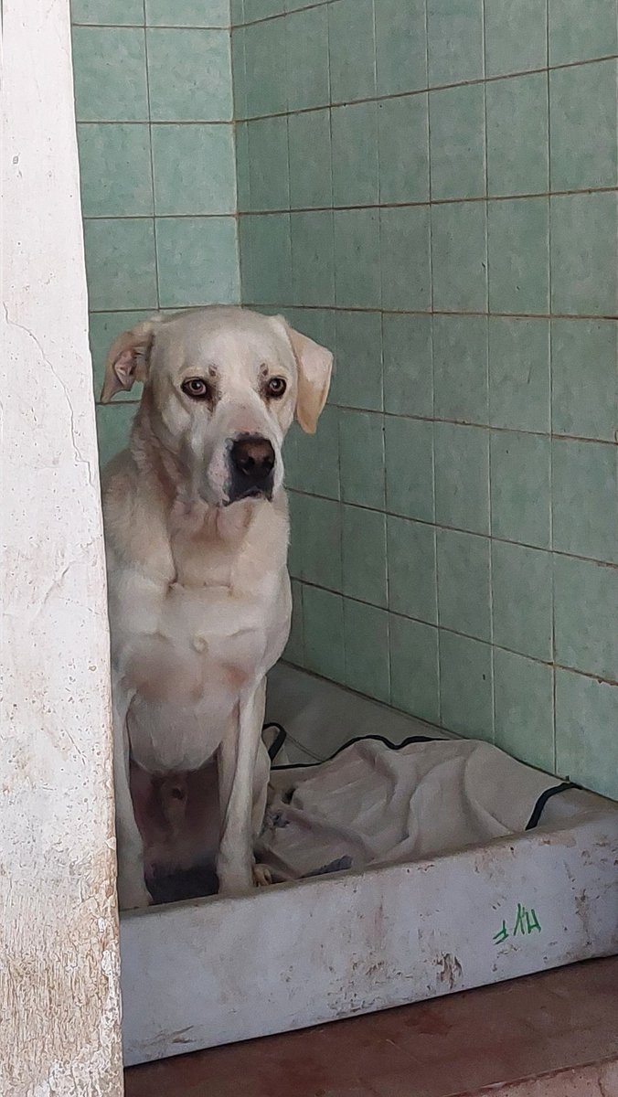 volaurentina's tweet image. ARTURO ha circa 5 anni, un passato fatto di maltrattamenti e di detenzione a catena, per questo la sua anima è ferita. Impressionabile e diffidente, al momento è così, ma un pò alla volta migliorerà.
Per lui cerchiamo un'adozione consapevole, amorevole e soprattutto paziente.
