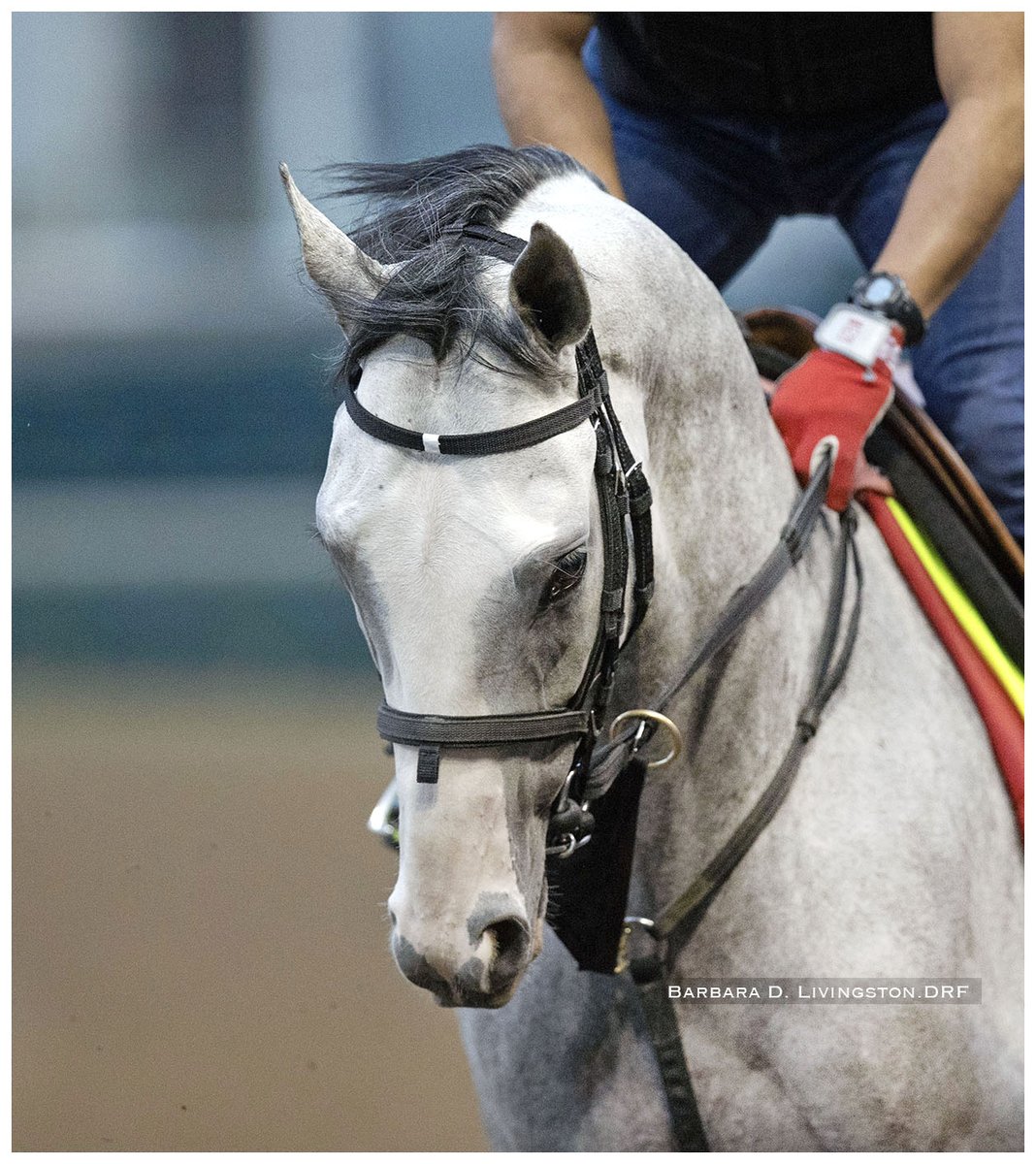 SANDMAN this morning 

<a href="/KentuckyDerby/">Kentucky Derby</a> <a href="/markecasse/">Mark Casse</a>