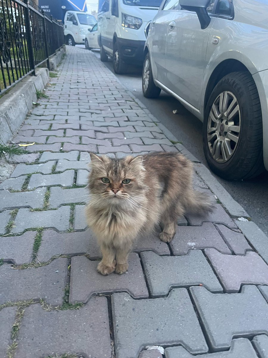 nilgunnyy's tweet photo. bir hevesle cins  kedi alıp, sonrasında dışarı atmak nasıl bir vicdansızlıktır ya. Bu cocugumuza yuva bulalım lütfen cok tatlı cok uysal bir kedi🙏🏻. YENİ KISIRLAŞTIRILMIŞ SOKAĞA ATILMIŞ YER İSTANBUL/kücükcekmece https://t.co/qSnFiVvTfO