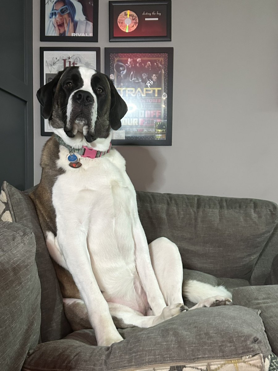 _Mr_m00se's tweet photo. Happy Birthday to Athena !! This dog is more human than canine and we love her just the same. 3 years old today and as energetic as ever .

Athena’s favorite hobbies include :

Barking at the TV 
Watching TV ( preparing to bark )
Getting muddy while playing outside
Pretending to be a lap dog 
Laying under any table as long as people are sitting at it 
Barking at anyone approaching the house within 100 feet.

She’s the best 🐶 and we love her!