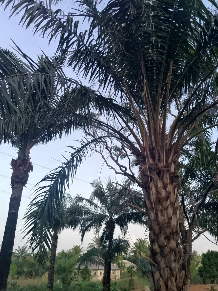 real_chiefben's tweet image. I stood in silence behind my home and caught this view.

The palm trees whispered stories of my ancestors—strong, still, deeply rooted.

This is more than nature. It’s memory. Spirit. Connection.
I’m walking this path not just for me, but for all who came before me.

#SpiritTech