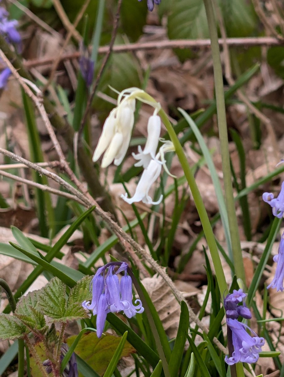 Amia_Cat's tweet photo. @TheKentAcorn Snap! 
The bluebells of Wonky Wood send their dainty nods to you and their cousins 👋 https://t.co/Oo8SY1Dn7U