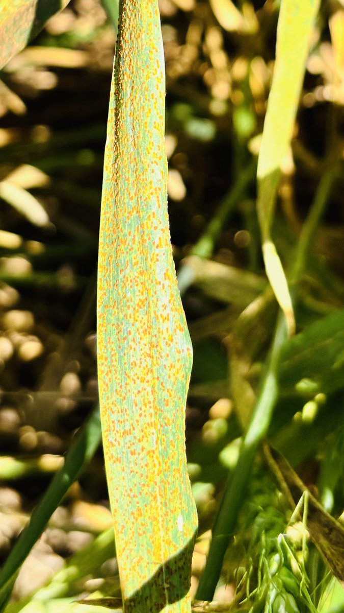 SDSU Winter Wheat Breeding (@wheatinnovation) on Twitter photo Good leaf rust pressure in Castroville rust nursery. #Day1 <a href="/SDState/">South Dakota State University</a> #HRWBreeding25 Good leaf rust pressure in Castroville rust nursery. #Day1 <a href="/SDState/">South Dakota State University</a> #HRWBreeding25
