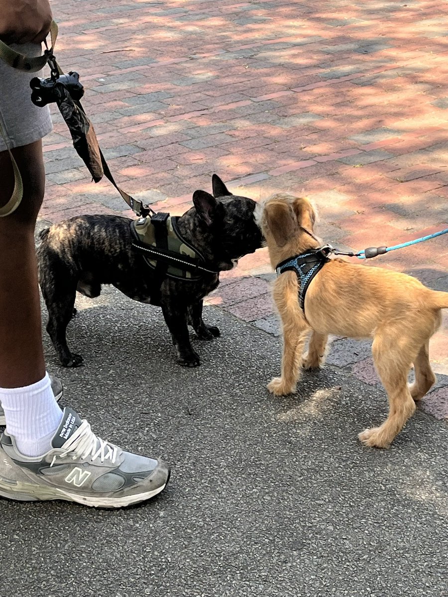 Maurice “Moe” Brown II (@mauricelbrownii) on Twitter photo Had an awesome time Saturday after <a href="/GamecockFB/">South Carolina Football</a> Spring Game with <a href="/CityofColumbia/">City of Columbia</a> Animal Services and <a href="/HowellJawarn/">Jawarn Howell</a> <a href="/_Bigtree23/">Oluwatosin Babalade</a> <a href="/blizz_blake/">Blake Franks</a>
Several dogs were adopted and placed in Forever Homes! Had an awesome time Saturday after <a href="/GamecockFB/">South Carolina Football</a> Spring Game with <a href="/CityofColumbia/">City of Columbia</a> Animal Services and <a href="/HowellJawarn/">Jawarn Howell</a> <a href="/_Bigtree23/">Oluwatosin Babalade</a> <a href="/blizz_blake/">Blake Franks</a>
Several dogs were adopted and placed in Forever Homes!