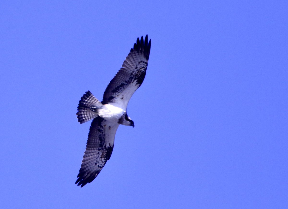 Marc Hughes (@marcbuzzard) on Twitter photo It’s been an amazing year for Osprey passing through our little part of North Wales. <a href="/RSPBConwy/">RSPB Conwy</a> has had its share as they pass north + several have been seen over Llandudno (mostly from <a href="/AlanDaviesbirds/">Alan Davies</a> front window!). Today, 3 birds were on Conwy estuary including this bird☺️👍 It’s been an amazing year for Osprey passing through our little part of North Wales. <a href="/RSPBConwy/">RSPB Conwy</a> has had its share as they pass north + several have been seen over Llandudno (mostly from <a href="/AlanDaviesbirds/">Alan Davies</a> front window!). Today, 3 birds were on Conwy estuary including this bird☺️👍