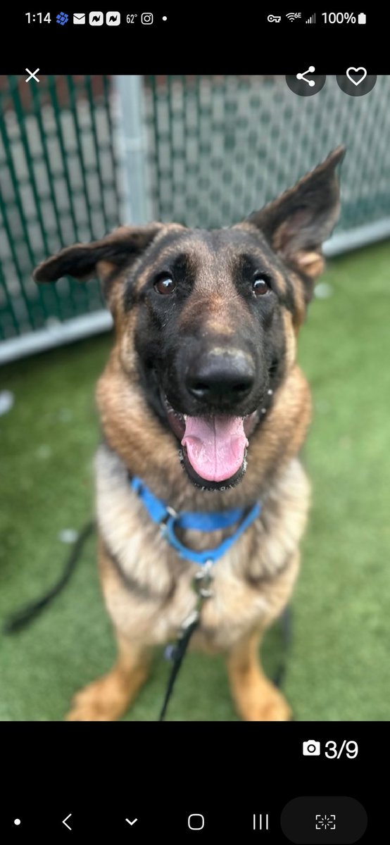 Julie🌻🐾 tweet media