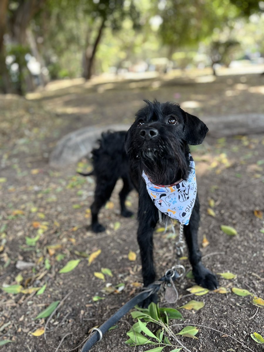 Milton es uno de nuestros más recientes rescatados 🥹

Se salvó de morir en un antirrábico 🥺

¿Nos ayudan a compartirlo mucho para que pronto encuentre un hogar? 🙏🏼

Tiene 2 años,talla chica,protocolo completo.
Estamos en CDMX.