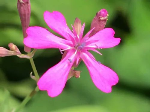 hide_traveller's tweet image. Good morning from Japan!  Have a great day everyone! 😊😉 Tokyo 7:00am  Birth flower of April 22 #Catchfly