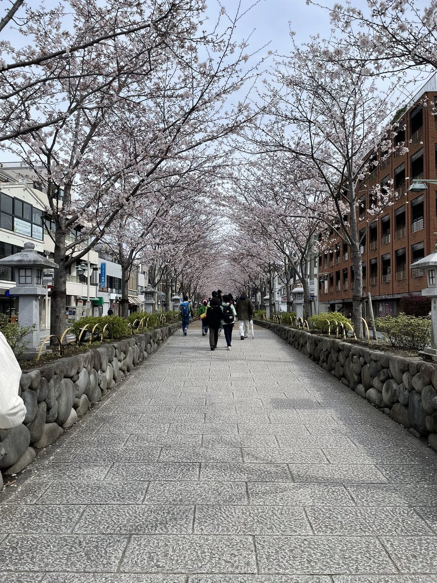 SAKURA IN KAMAKURA
#Japan #JAPAN #trip #TravisJapan 
#uzaksehir #LaCasaDeLosFamososCol2 #الهلال_الشباب