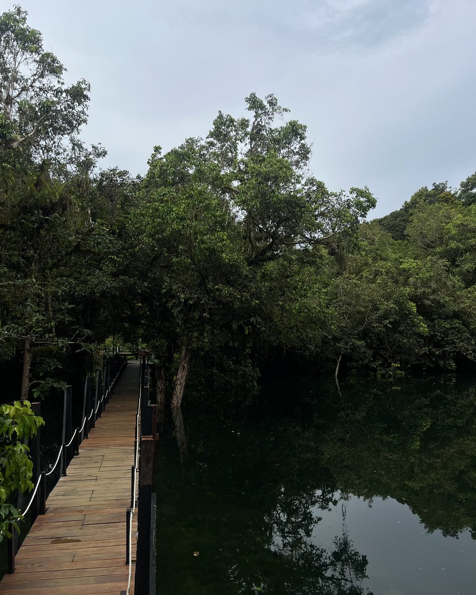 Abd_Mudanang's tweet image. Magical forest in Biak
 
#forest  #negeridongeng #biak
