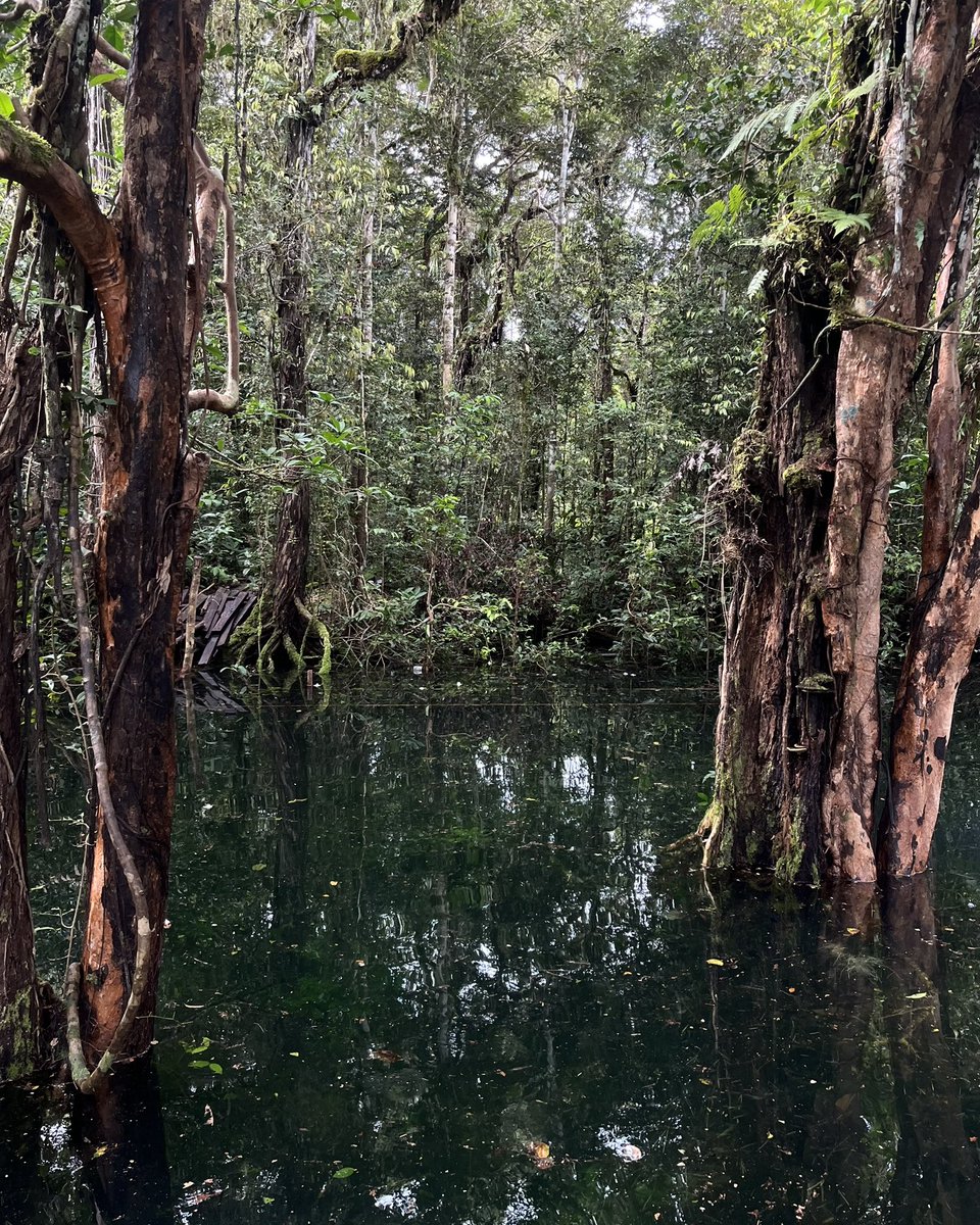 Abd_Mudanang's tweet image. Magical forest in Biak
 
#forest  #negeridongeng #biak
