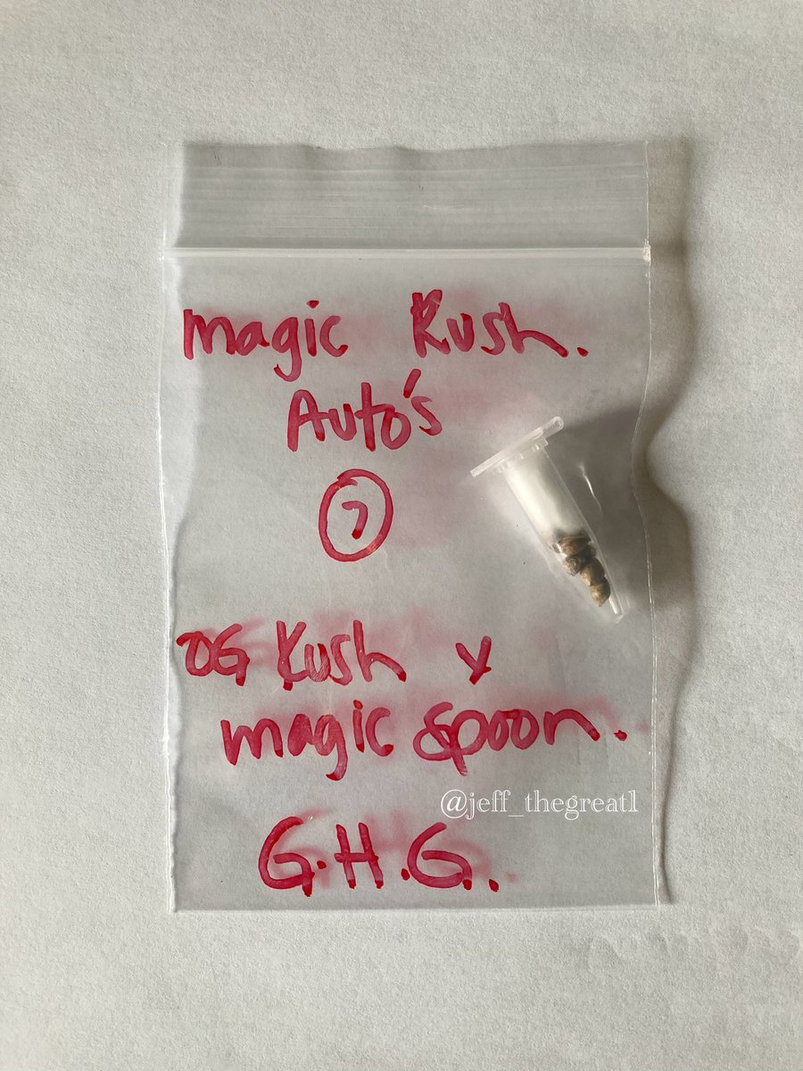 GENETICS 101 (@genetics101va) on Twitter photo 🚨 FLASH GIVEAWAY ALERT! 🚨
Win big tonight! We’re giving away:
4x Genetics 101 seed packs (<a href="/Genetics101va/">GENETICS 101</a>)
- 5x Fur Coats photo fems
- 10x Hammered autoflower regs
- 15x Strawberry Jubilee autoflower regs
- 15x Strawberry Jubilee Gelato autoflower regs
1 pack from my 🚨 FLASH GIVEAWAY ALERT! 🚨
Win big tonight! We’re giving away:
4x Genetics 101 seed packs (<a href="/Genetics101va/">GENETICS 101</a>)
- 5x Fur Coats photo fems
- 10x Hammered autoflower regs
- 15x Strawberry Jubilee autoflower regs
- 15x Strawberry Jubilee Gelato autoflower regs
1 pack from my