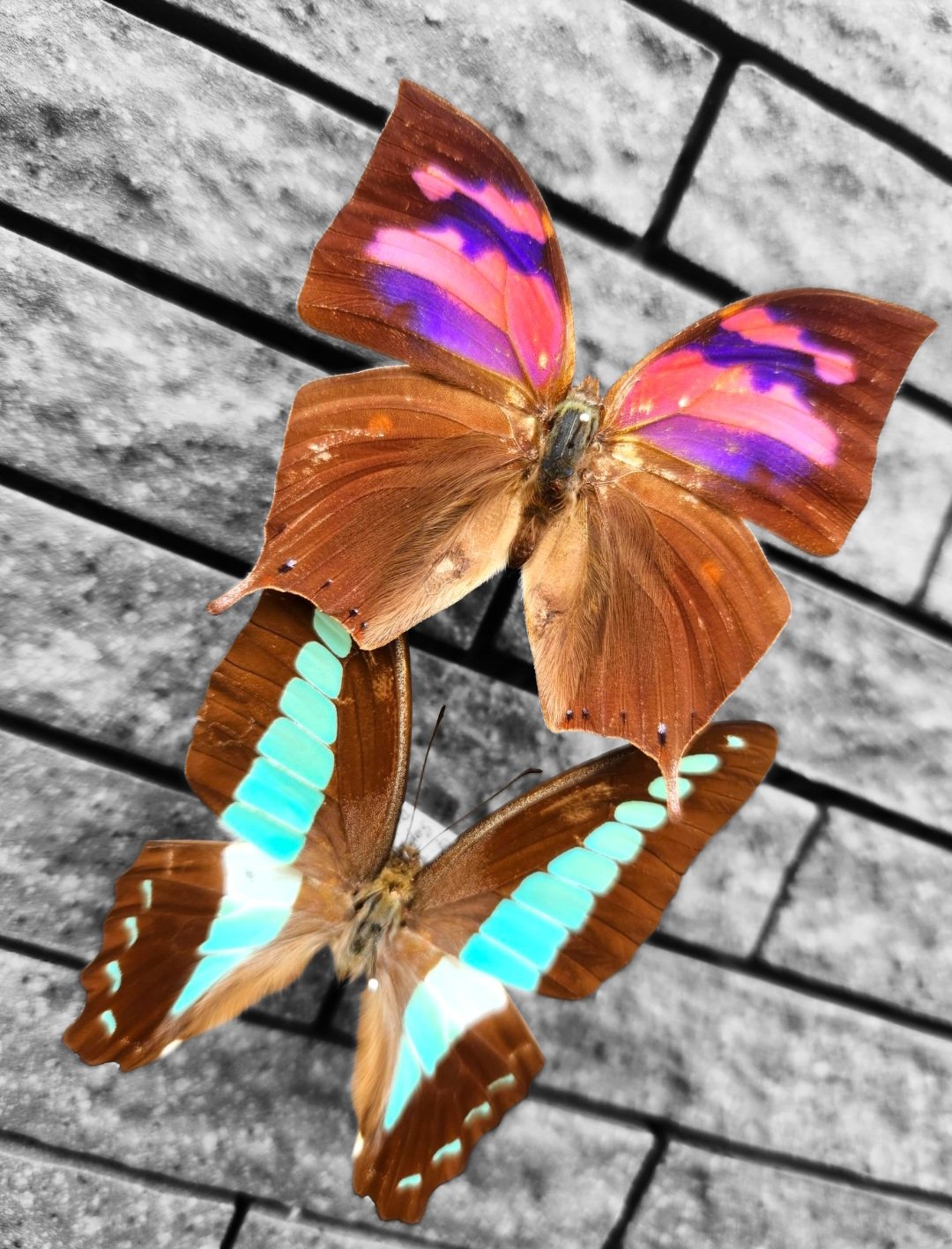 🦋ももすけ🦋【本物の蝶の羽でアクセサリー作る人