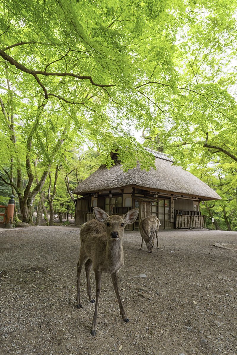 桜が終わり新緑の季節がやってきました♪