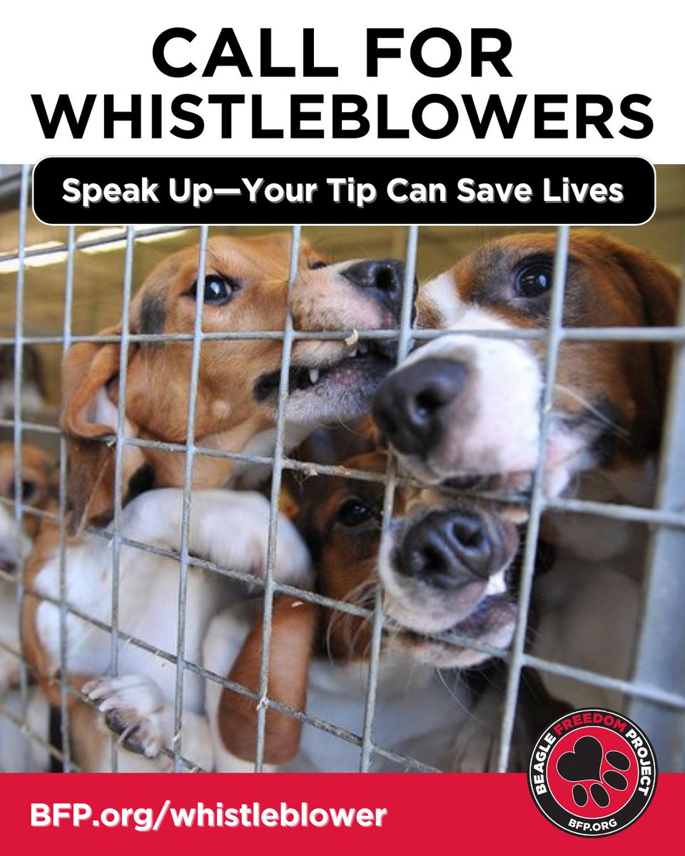 beaglefreedom's tweet image. Know a lab or school testing on animals? Live in a Beagle Freedom Law state &amp;amp; suspect they’re not adopting animals post-research? 💔

📞 Tip us anonymously: 818-700-0013 or email us.

Your voice could save lives 🐶❤️

#StopAnimalTesting #BeagleFreedom #FreeTheBeagles