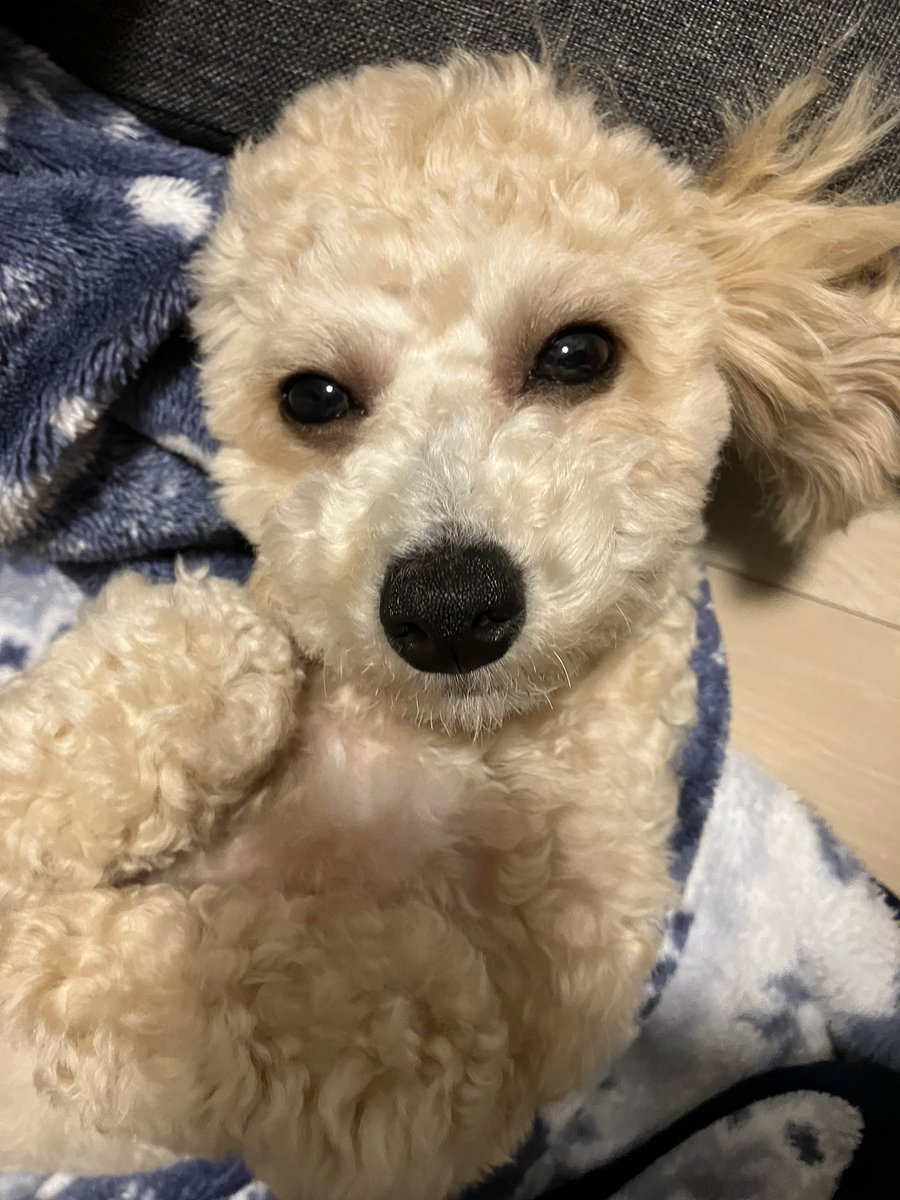 暑くなってきたので愛犬もなの毛を短くカットしてもらいました✂️

今日の気温は24℃くらいまで上がる
予報🔥しっかり水分摂らなくては💧
脱水にならない様に気をつけて今日も
頑張りましょう♪
#ビションプー　#モジャモジャ
#犬好き