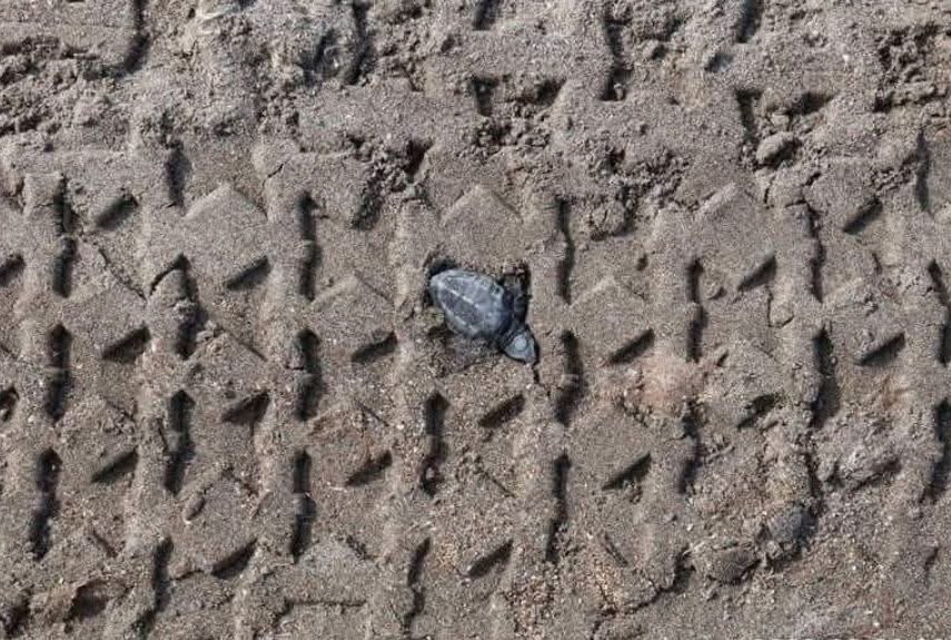 unpelanamas's tweet photo. Esta es la razón por la que NO debes pasar con vehículos a la playa, animal. https://t.co/I1aM4LnGD9