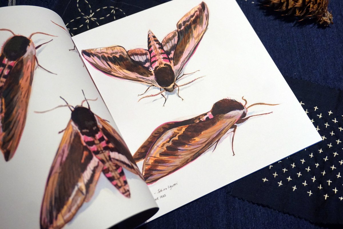 My online shop is open until April 28th if anyone wanted to order a copy of my little artbook about the Lower Derwent Valley <a href="/LDV_NNR/">LDV NNR</a>🌱  

Option to have an original pencil drawing on the front page 🌼  niqvassieshop.bigcartel.com