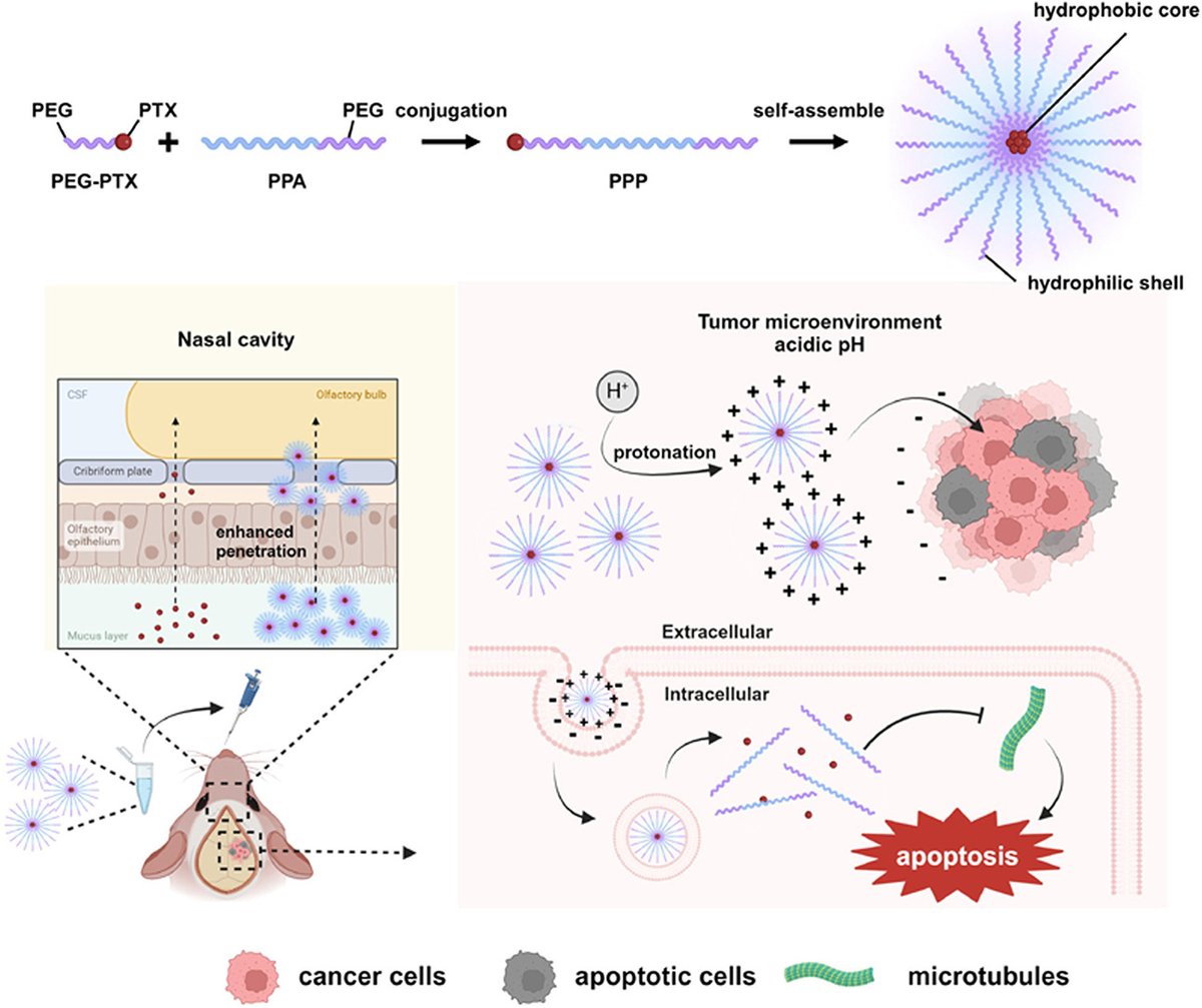 JCRnEDITORS's tweet photo. Potent therapeutic efficacy of intranasally deliverable paclitaxel modified with pH-sensitive and PEGylated polymeric micelle against glioblastoma.
| Chae-Ok Yun @i_hanyang | @KoreaCRS 
[50 days' free access]
#intranasal #micelle #pHsensitive 
https://t.co/IAY2Yr15NL https://t.co/cNLGmacl6X