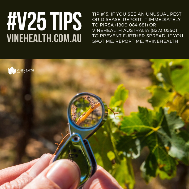 V25 Tip 15: Report pests: If you see an unusual pest or disease, report it immediately to PIRSA (1800 084 881) or Vinehealth Australia (8273 0550) to prevent further spread. If you spot me, report me: vinehealth.com.au/wp-content/upl… #Vinehealth