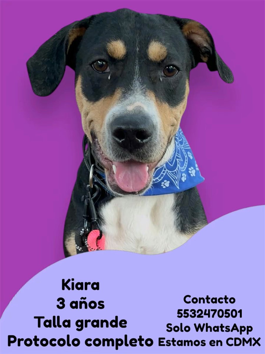 La hermosa Kiara es otra de nuestras rescatadas que tristemente se están quedando rezagadas,nadie se interesa en ella,nadie la quiere adoptar.

Kiara fue rescatada en 2023,ya se merece encontrar una familia.🥺
Estamos en CDMX.