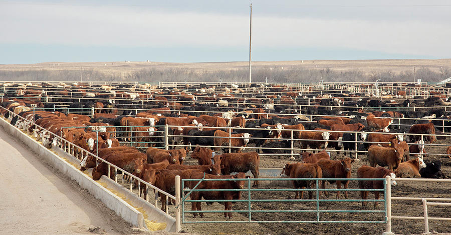 Perennial Pastures | Regenerative Beef tweet media
