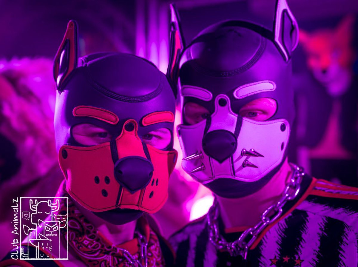 Lovely pic from last animalz with <a href="/Dandethepup/">Pup Dande</a> 😝