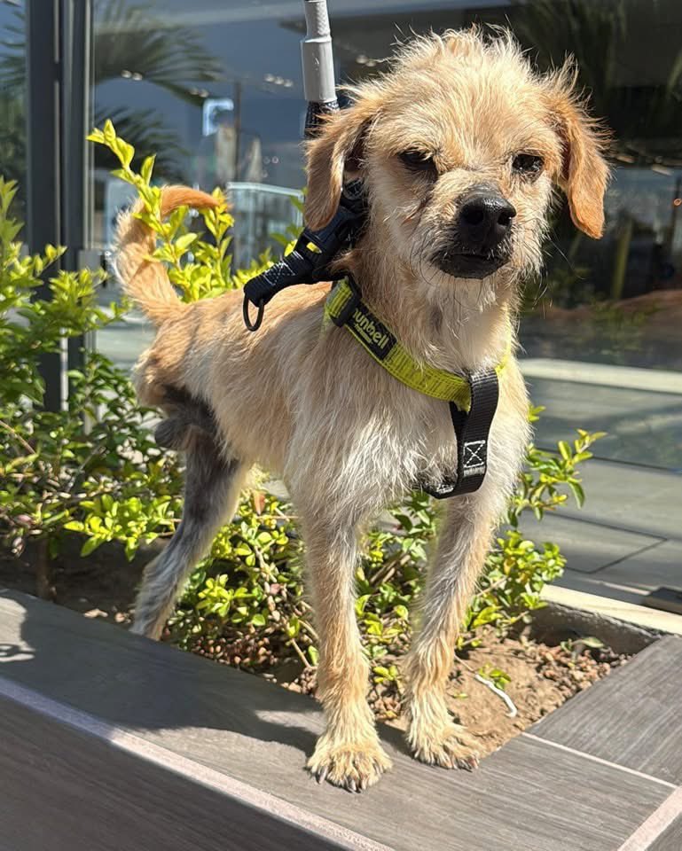Animals Hope tweet media