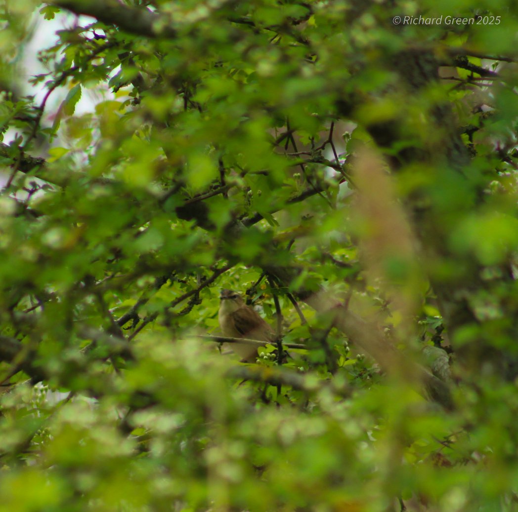 Green by Name (@greenbyname1) on Twitter photo Today at the Greenwich Peninsula Ecology park. Good number of Sedge Warbler, Common terns, 2 Cetti's Warbler and a Whitethroat (1 also by Board St). <a href="/LondonBirdClub/">London Bird Club</a> #londonbird <a href="/TCVtweets/">The Conservation Volunteers (TCV)</a> <a href="/BirdTrack/">BirdTrack</a> <a href="/Royal_Greenwich/">Royal Borough of Greenwich</a> <a href="/WildGreenwich/">Greenwich Wildlife</a> <a href="/BELLEGREENWICH/">Karin Tearle</a> Today at the Greenwich Peninsula Ecology park. Good number of Sedge Warbler, Common terns, 2 Cetti's Warbler and a Whitethroat (1 also by Board St). <a href="/LondonBirdClub/">London Bird Club</a> #londonbird <a href="/TCVtweets/">The Conservation Volunteers (TCV)</a> <a href="/BirdTrack/">BirdTrack</a> <a href="/Royal_Greenwich/">Royal Borough of Greenwich</a> <a href="/WildGreenwich/">Greenwich Wildlife</a> <a href="/BELLEGREENWICH/">Karin Tearle</a>