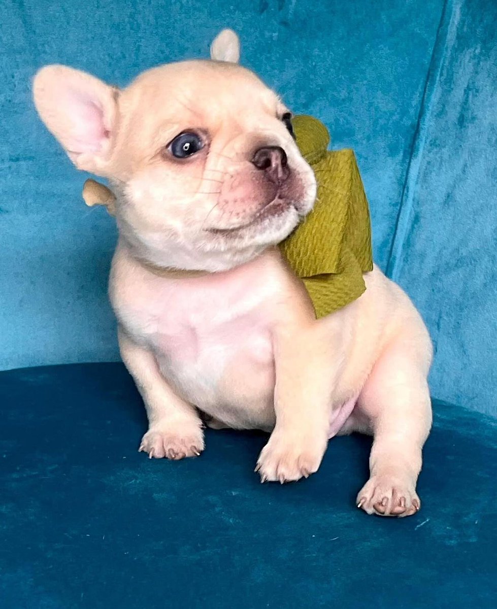 Frenchie_Diary's tweet photo. Our white snow  🌬️

#FrenchBulldog #FrenchieLove #FrenchieLife #FrenchieOfTheDay #FrenchieGram #FrenchieWorld #FrenchieDaily #ILoveMyFrenchie #CuteFrenchie #FrenchBulldogLovers #DogLovers #FunnyDogs #PetReels #ViralDogs https://t.co/echxZo1AmJ