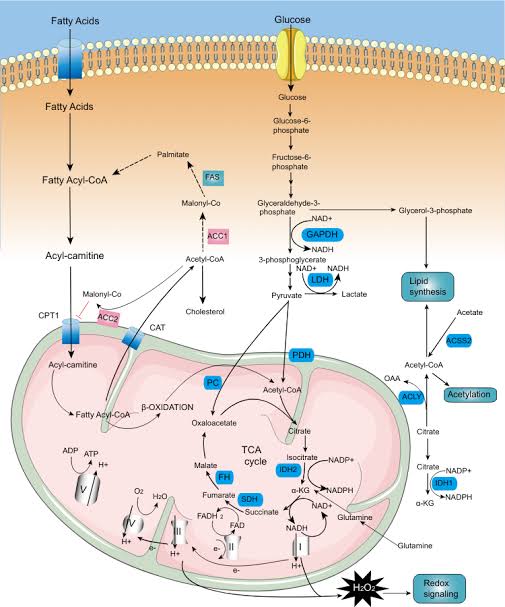 cukurovalimerto (@mertdemirc46768) on Twitter photo 