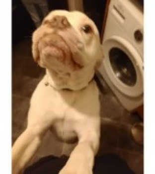 🆘19 APR 2025. NEEDS MEDICATION.
#Lost #ScanMe #STOLEN??
White/Brown Staffordshire Bull Terrier Cross Male
#Onthank #Kilmarnock #EastAyrshire #Scotland #KA3
SIGHTINGS PLZ☎️07424 425866 or Police Scotland on 101 quoting incident no 3848 of 19/04/25 
doglost.co.uk/dog-blog.php?d…