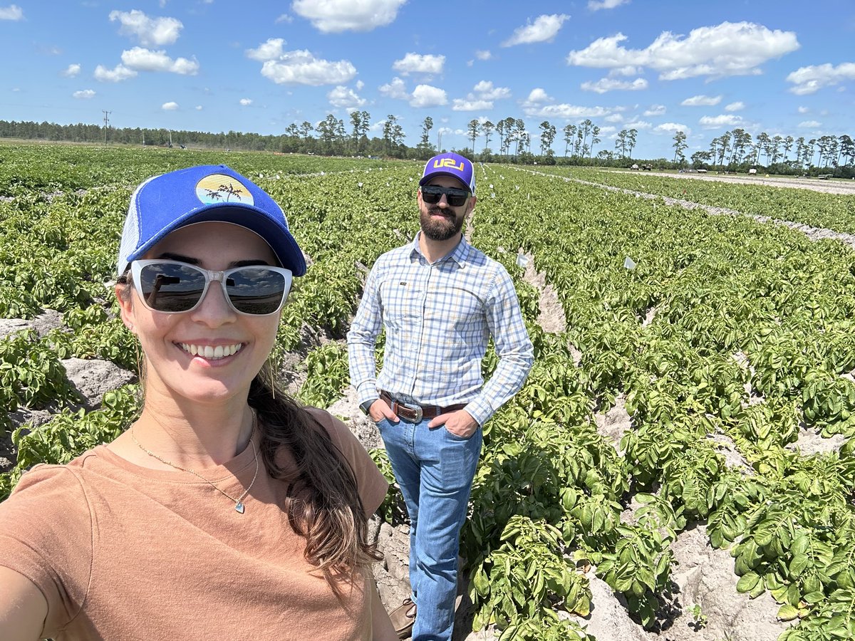 LSUsoilfert's tweet image. Last Friday I visited my wife’s experiment at the #UniversityofFlorida Hastings Ag Extension Center (Dr. Zotarelli Lab). Great #research underway to refine #phosphorus recommendations for #potatoes in #Florida! #soilscience