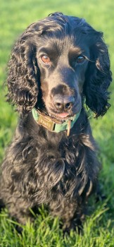 millypod1's tweet photo. 🆘20 APR 2025 #Lost DALI #ScanMe
Black Cocker Spaniel Female
Escaped from back garden in
Mabley Street between #HackneyWick & #Homerton #E9 #Hackney #London #A12 #A106 #A102
https://t.co/dubtWwPDVY https://t.co/bDiHEgYbyp
