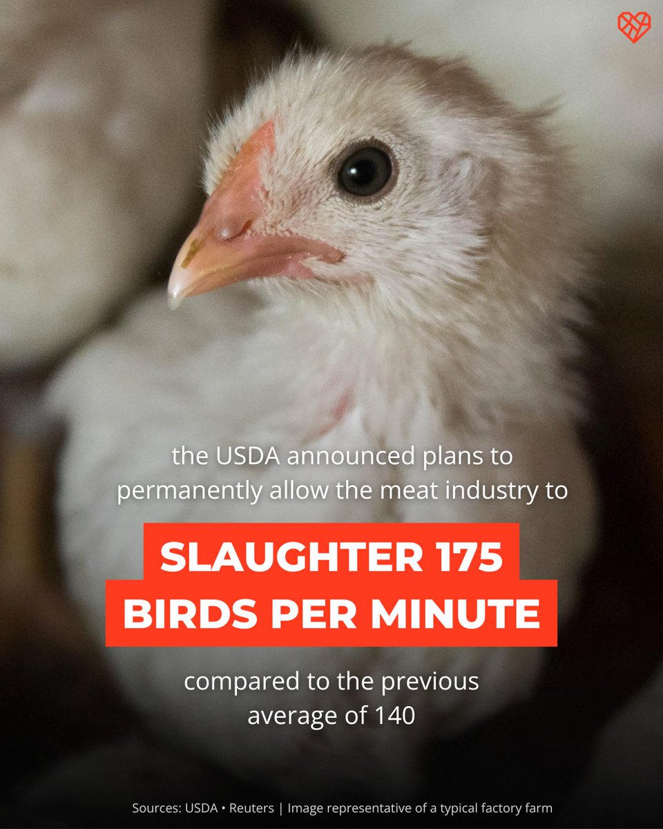 Bad news: This is dangerous for the animals—who may suffer more because of rushed or botched slaughter—and dangerous for slaughterhouse workers; Studies show that increasing line speeds also increases the risk of injury and stress.