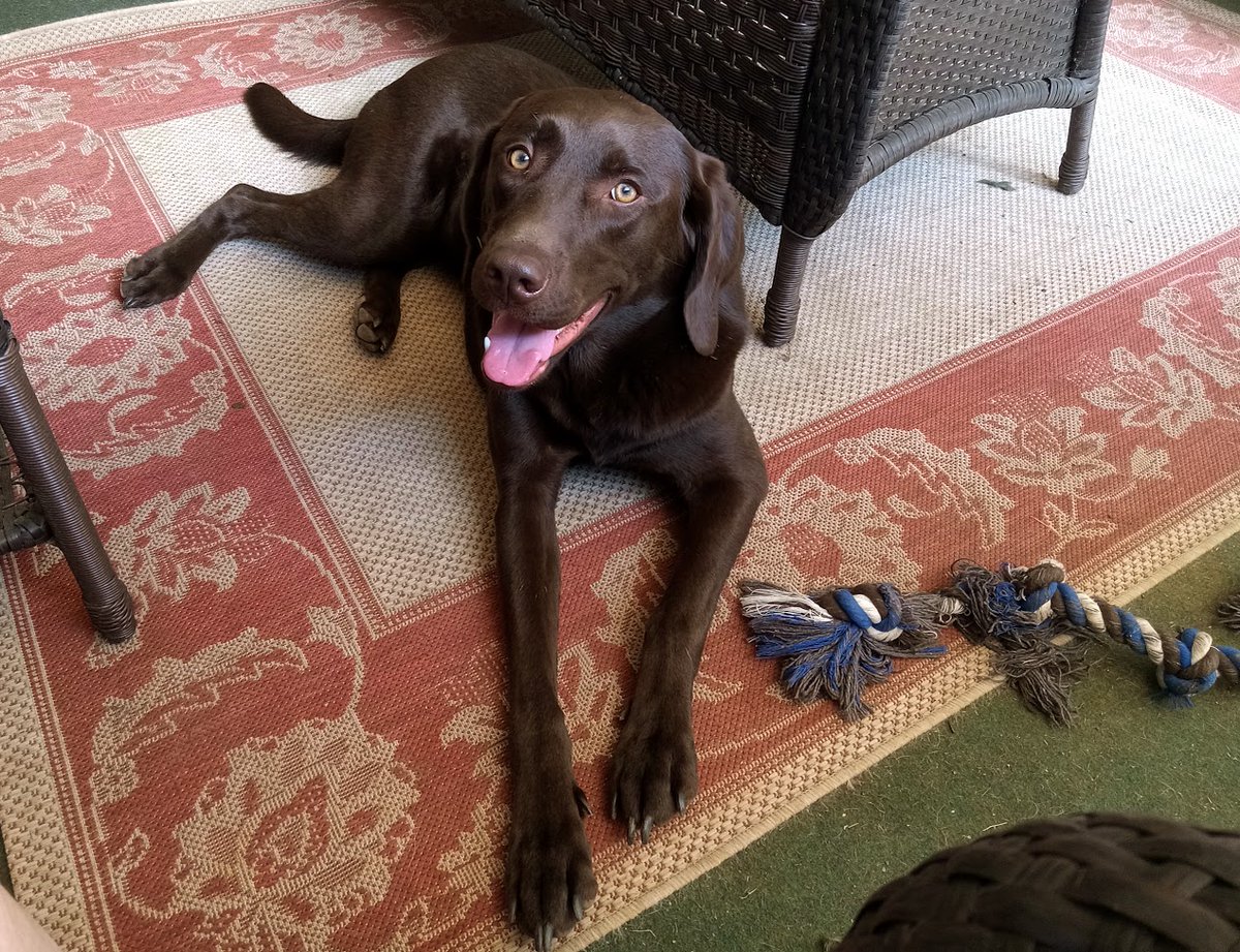 LimaBruce3's tweet photo. @Phil_Sledge Stella the choc lab. https://t.co/sxkf0g8WOG