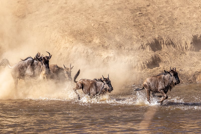 When Wayne Simpson was handed his first camera at the age of 12, it changed the way he viewed the world. A passion developed into a career, spanning over six decades. Discover more about life through Simpson's lens: tr.ee/mv8EpfhoaU