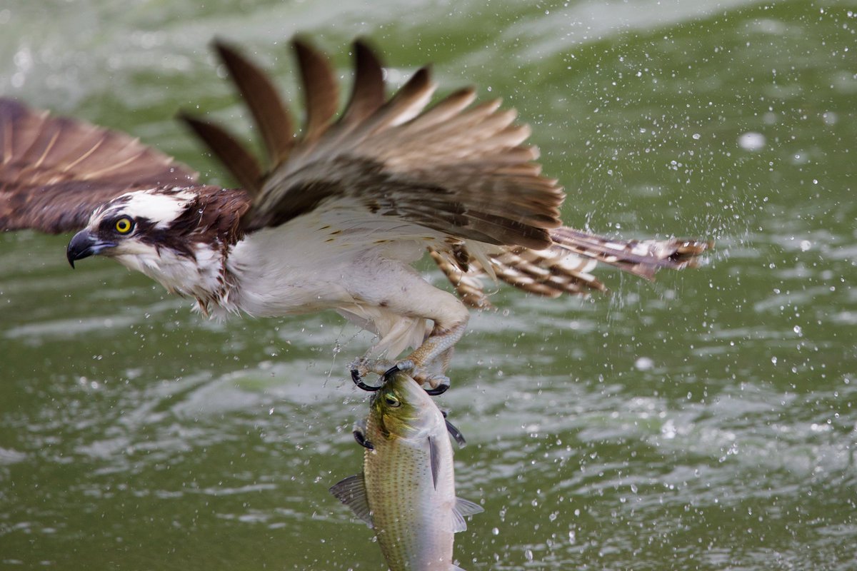 Caught this incredible moment near the Chain Bridge in McLean, Virginia — an osprey snatching its breakfast right out of the water. 📸 Taken on the morning of April 19, 2025.