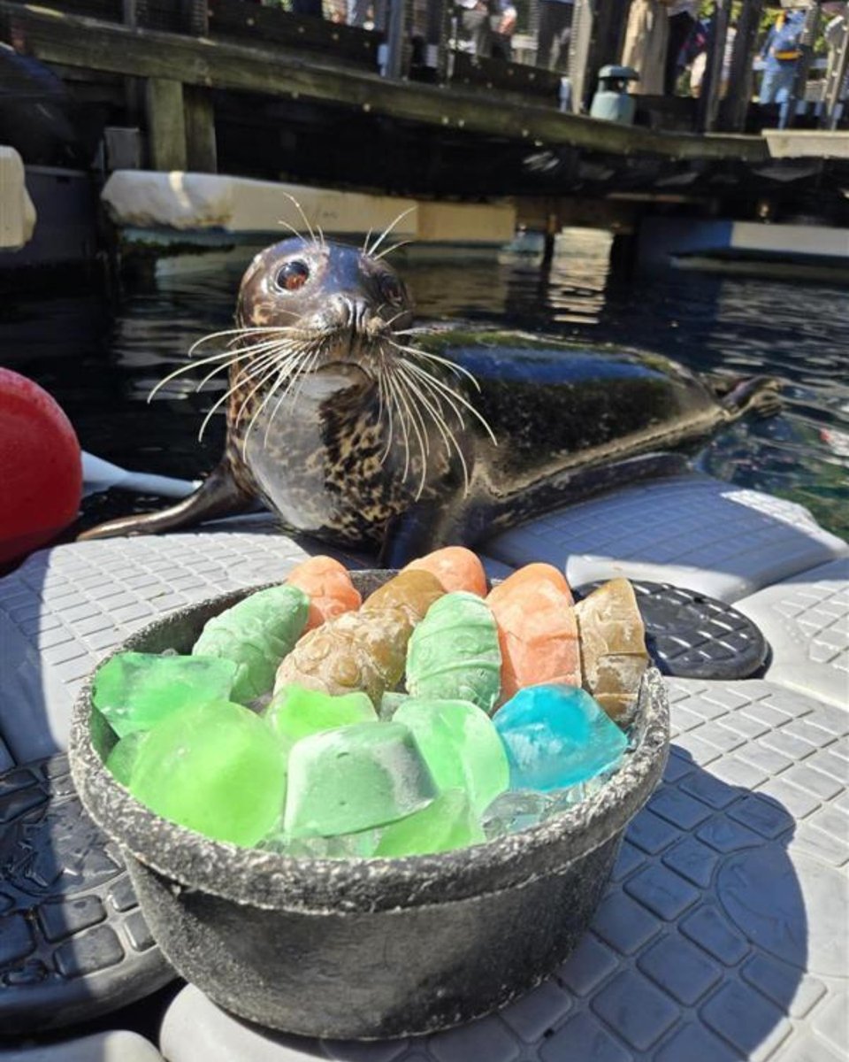Happy Easter from the harbour seals! The marine mammals team put together some colourful easter egg ice treats for the occasion! 🥚 🐰