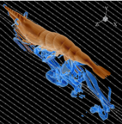 Physical Review Fluids (@physrevfluids) on Twitter photo Shrimp swim by paddling 5 pairs of appendages.  Using simulations, Lou et al show how they move to minimize drag.  Check out their recently published paper here: go.aps.org/4jF8F79 #FluidDynamics #Biofluids Shrimp swim by paddling 5 pairs of appendages.  Using simulations, Lou et al show how they move to minimize drag.  Check out their recently published paper here: go.aps.org/4jF8F79 #FluidDynamics #Biofluids