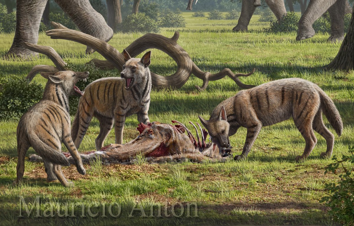 Mauricio Anton (@mantonpaleoart) on Twitter photo I reconstructed the fur pattern of the Miocene hyenid Protictitherium based on its living relatives. 3 out of 4 surviving hyaenid species have stripes and long fur on their back and neck, features likely shared by early taxa. I reconstructed the fur pattern of the Miocene hyenid Protictitherium based on its living relatives. 3 out of 4 surviving hyaenid species have stripes and long fur on their back and neck, features likely shared by early taxa.