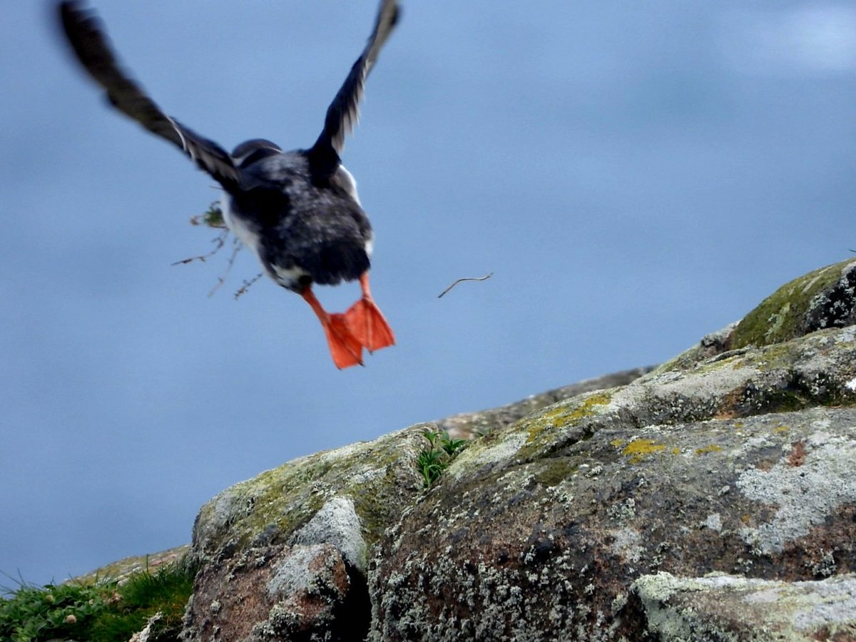 Ook een #puffin maakt graag z'n ondergrondse nestje lekker warm en comfortabel voor de baby puffins. Hele snavel vol nestmateriaal. 🤩 #isleofmay