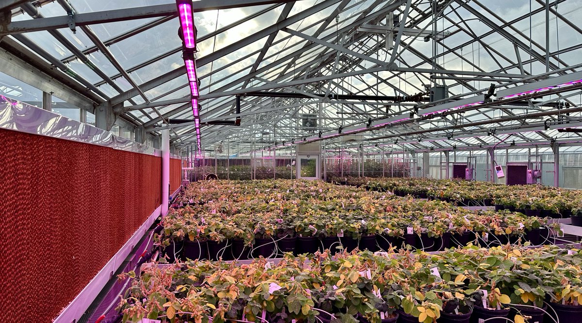 MSU AgBioResearch (@msuagbio) on Twitter photo Today, MSU AgBioResearch director <a href="/GeorgeSmithMSU/">George Smith</a> and <a href="/MSUNatSci/">MSU College of Natural Science</a> dean Eric Hegg joined <a href="/DrChrislyn/">Chrislyn Particka</a>, director of the MSU Plant Science Research Greenhouse Facility, for a tour of the ongoing greenhouse renovations happening on campus, including the newly completed headhouse. Today, MSU AgBioResearch director <a href="/GeorgeSmithMSU/">George Smith</a> and <a href="/MSUNatSci/">MSU College of Natural Science</a> dean Eric Hegg joined <a href="/DrChrislyn/">Chrislyn Particka</a>, director of the MSU Plant Science Research Greenhouse Facility, for a tour of the ongoing greenhouse renovations happening on campus, including the newly completed headhouse.