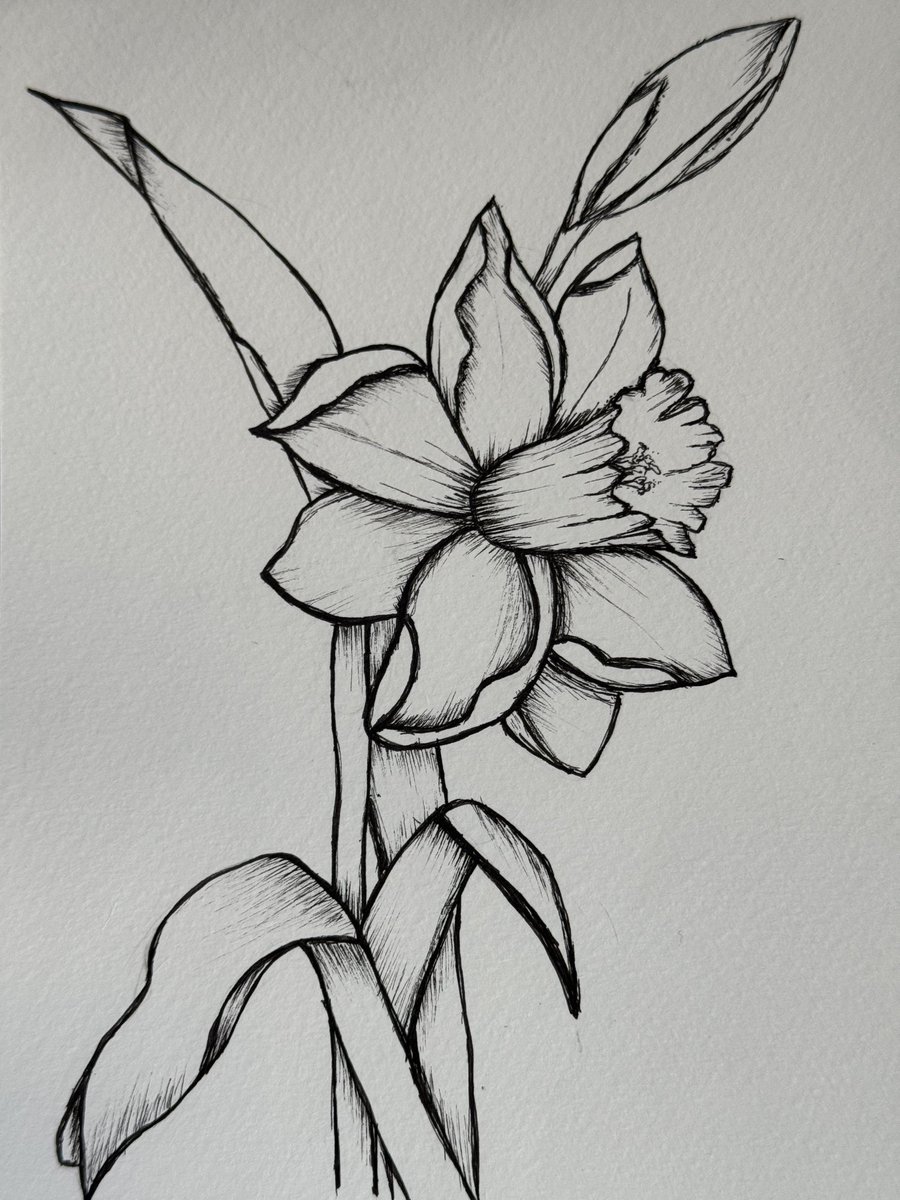 susankmann's tweet photo. No color needed—bold blooms speak for themselves.
#ModernBotanical #MonochromeMood #BlackAndWhiteArt #DaffodilSketch #ContemporaryFlorals #LineArtLove #SusanMannArt #BoldBlooms #FloralFocus #NatureInInk https://t.co/zdjI2aNyLC