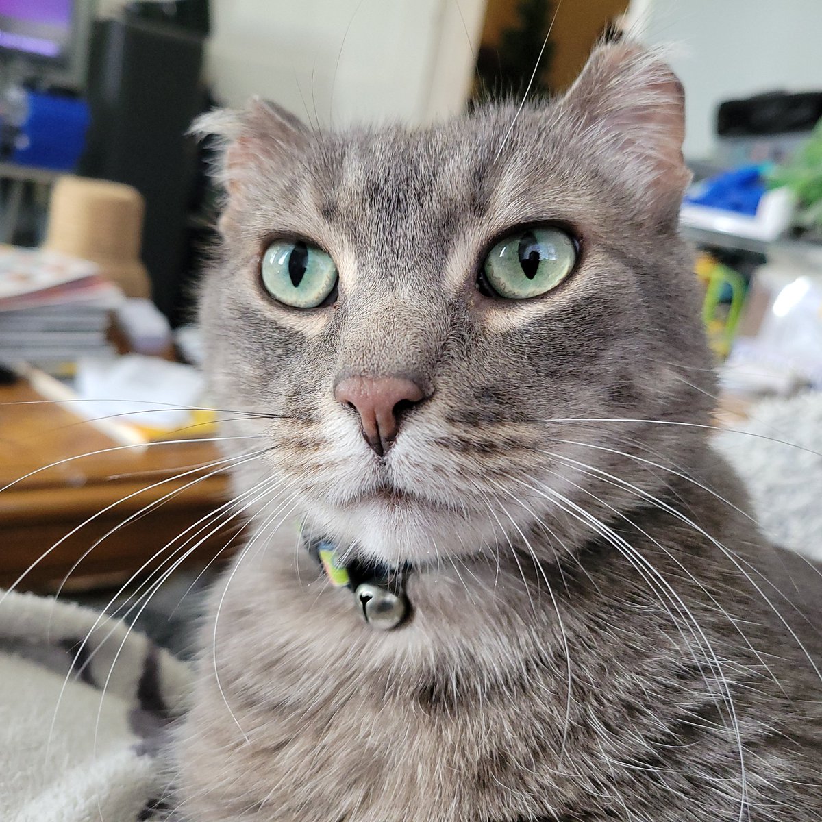 🐱 Mary's Clan 🐱 tweet media