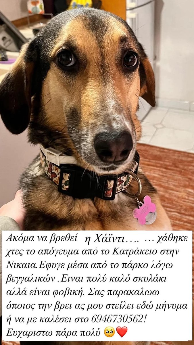 🆘️🆘️🆘️
Χαθηκε η Χαιντι από το Κατρακειο στη Νίκαια 
Έφυγε μέσα από το πάρκο φοβισμένη από τα βεγγαλικά 
Είναι πολύ ήσυχη αλλά φοβικη 
Όποιος έχει κάποια πληροφορία να καλέσει άμεσα στο τηλ 
Rt 🙏 🙏 🙏