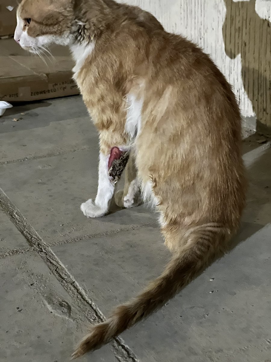 محتاجة مصيدة قطط ضروري الحاله كل مالها تصير أسوأ و رجله مبتوره والان اليد بتتعرض للبتر🛑⚠️⚠️⚠️