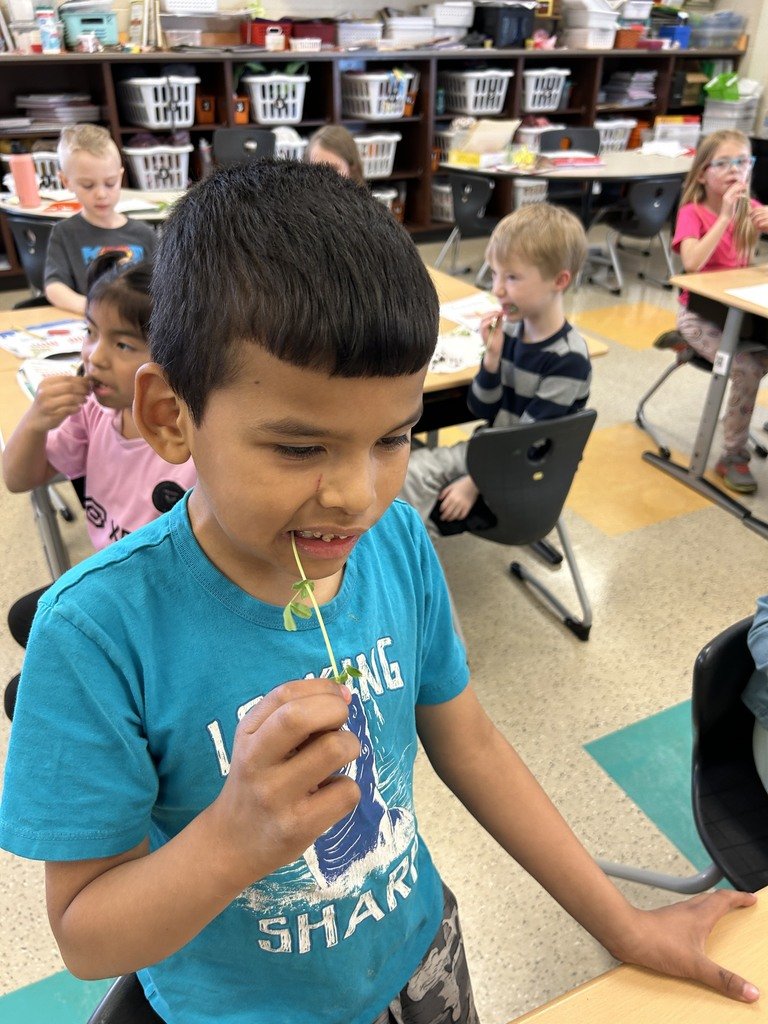 ClaypoolKnights's tweet photo. First grade sampled three types of microgreens. Each students took home a pack of their favorite variety.
#WarsawInspires https://t.co/OSHcUISEzE