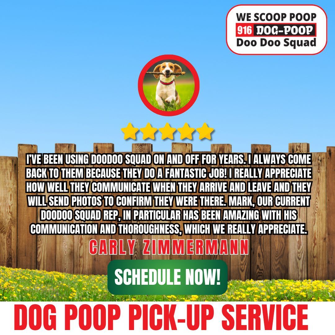 DooDooSquads's tweet photo. Fantastic job &amp; great communication in Sacramento! ⭐⭐⭐⭐⭐ Carly loves how well Doo Doo Squad communicates and appreciates Mark's thoroughness!

https://t.co/IIc9pG6RlL

#dogpoopcleanup #sacramento #california #cleanlawn #doodoosquad #yardservice #petwaste https://t.co/D7PhHyleGt