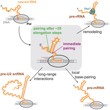 Molecular Cell tweet media